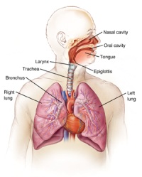 Illustration of the human respiratory system